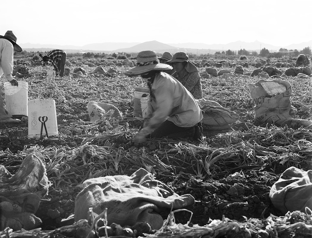 black and white photo featuring migrant farmer workers in a field among gathering bags